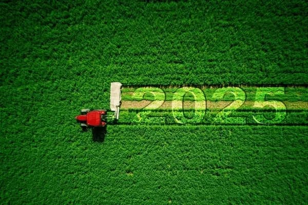 New Year, New Yard: Transform Your Outdoor Space in 2025!