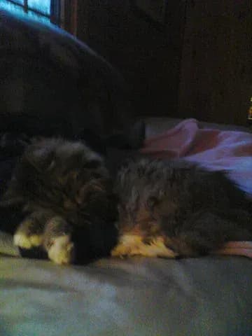 Thomas Update