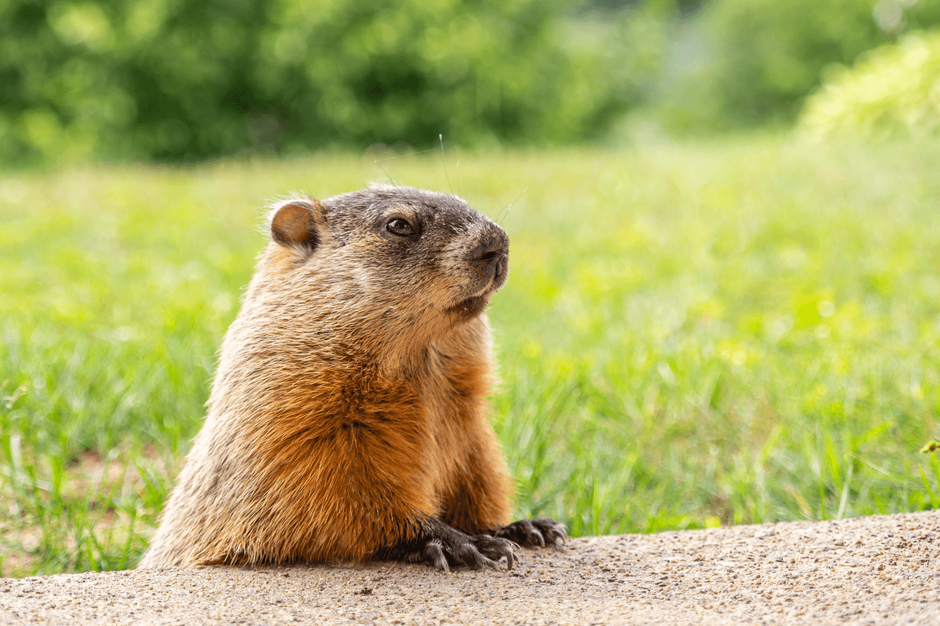 Groundhog Day