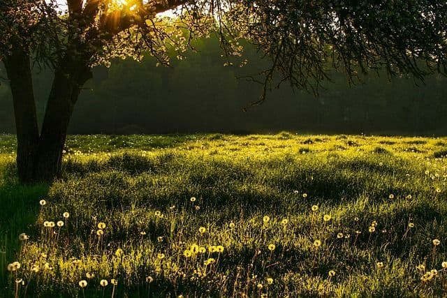 Why Regular Lawn Mowing is Crucial for Your Yard