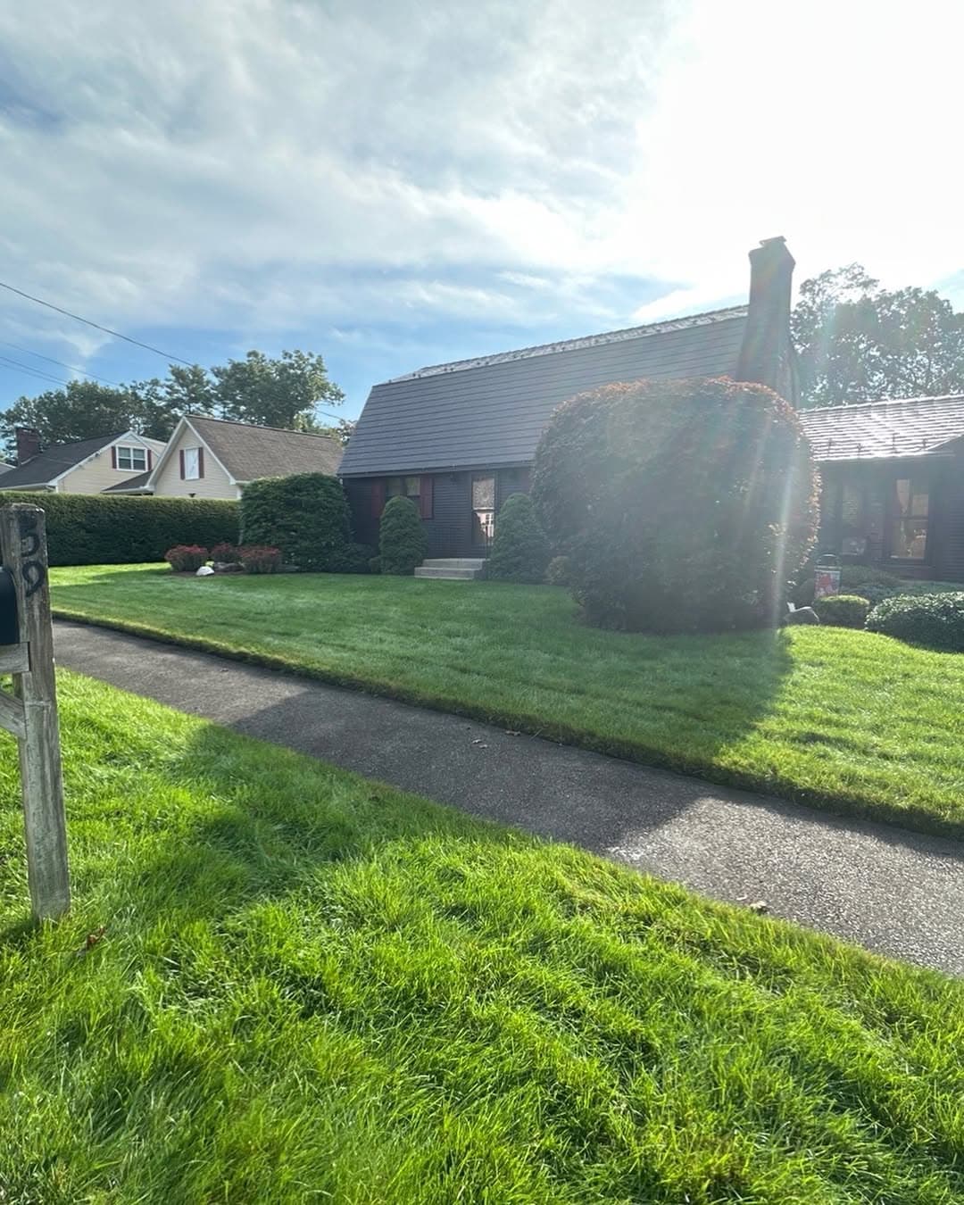 Professional tree and shrub trimming by Trimming Edge