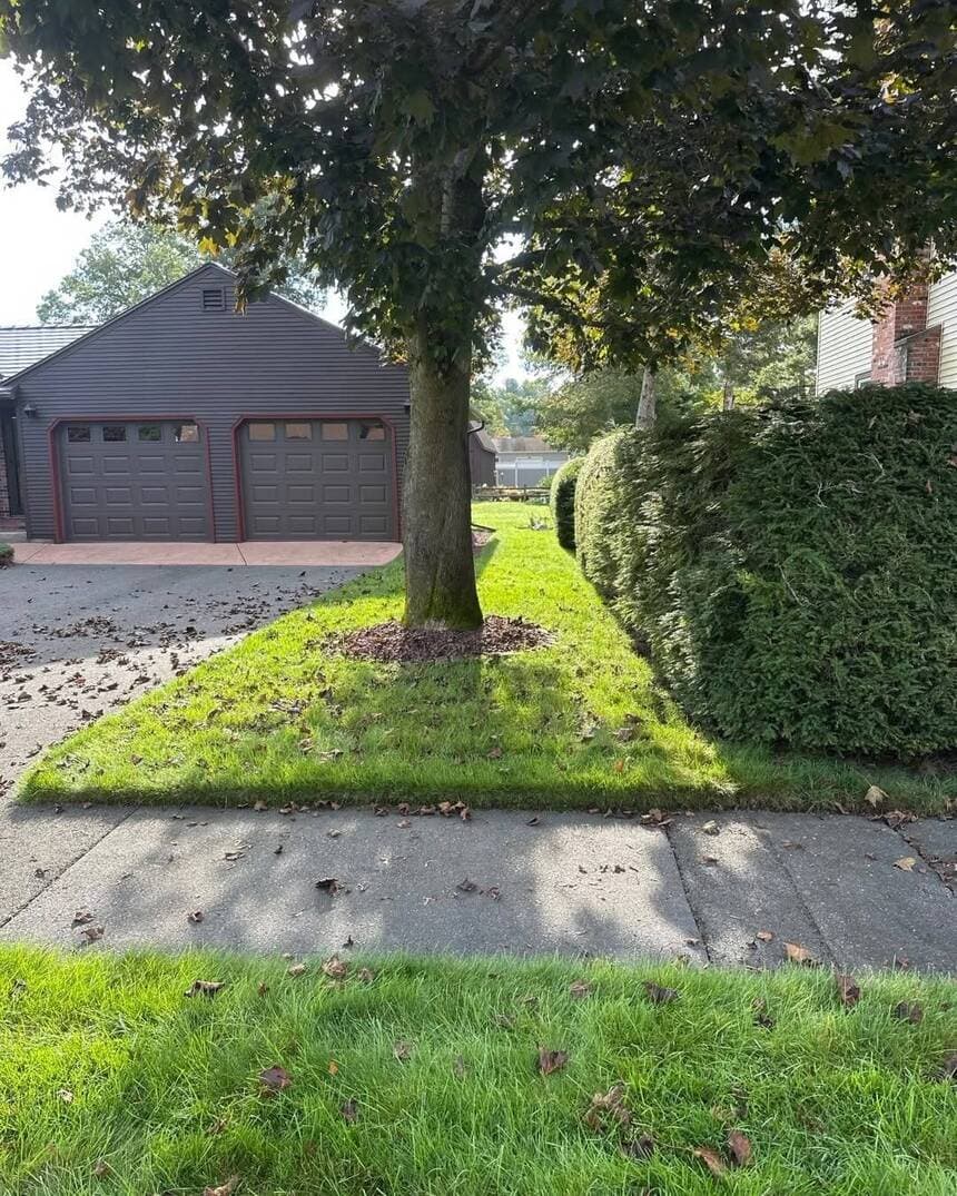 Tree & Shrub Care