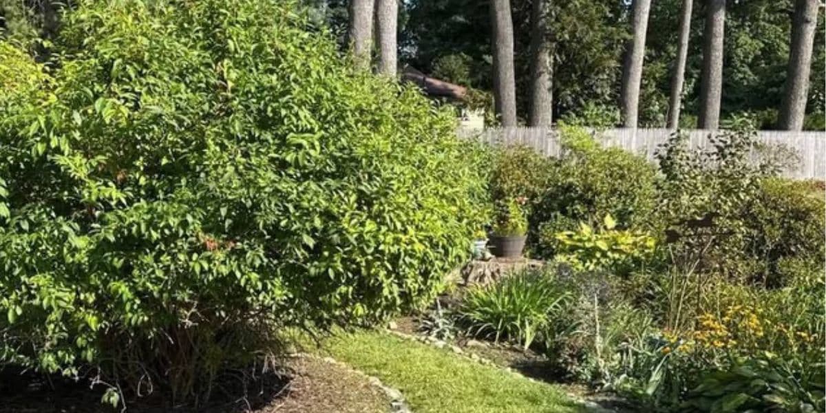 Professional Landscaping in Montgomery