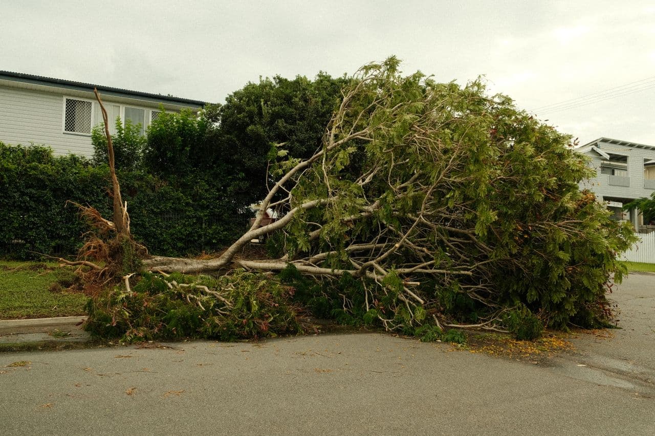 Storm-Damaged Tree Branches: What to Do First and Who to Call in Western MA