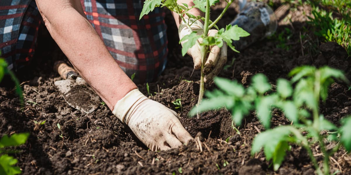 Why Mulching is the Best Thing You Can Do for Your Garden Beds