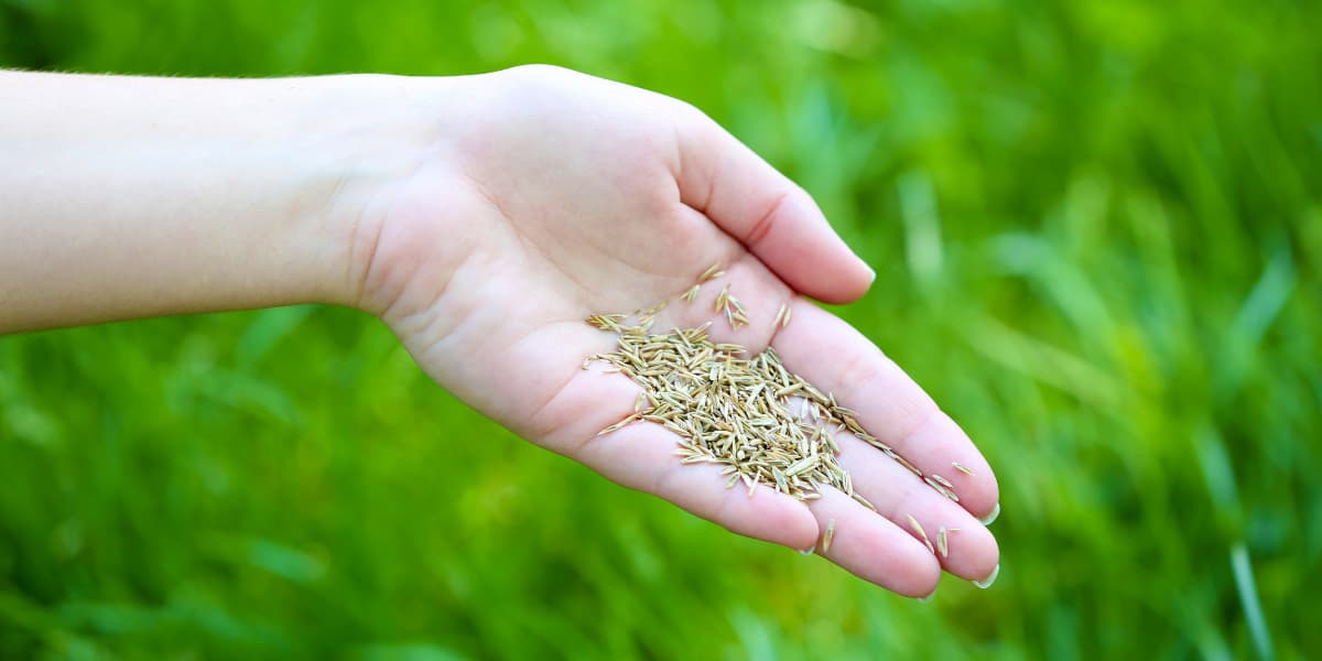 How to Know When Your Lawn Needs Overseeding