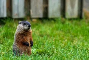 Groundhog 1667504888877 3cf46ba26ecc