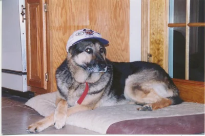 Heidi Dog in Cap