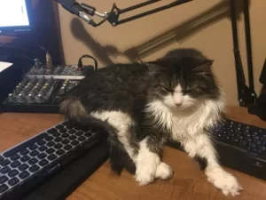 Heidi the Cat on Radio