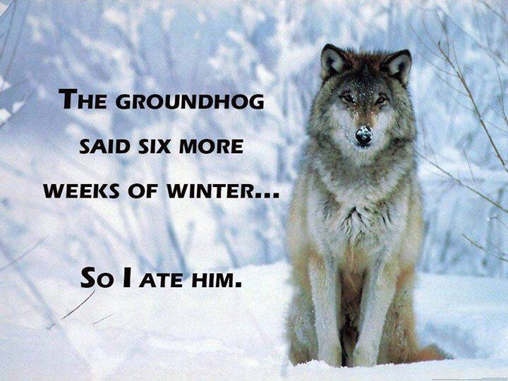 wolf Groundhog