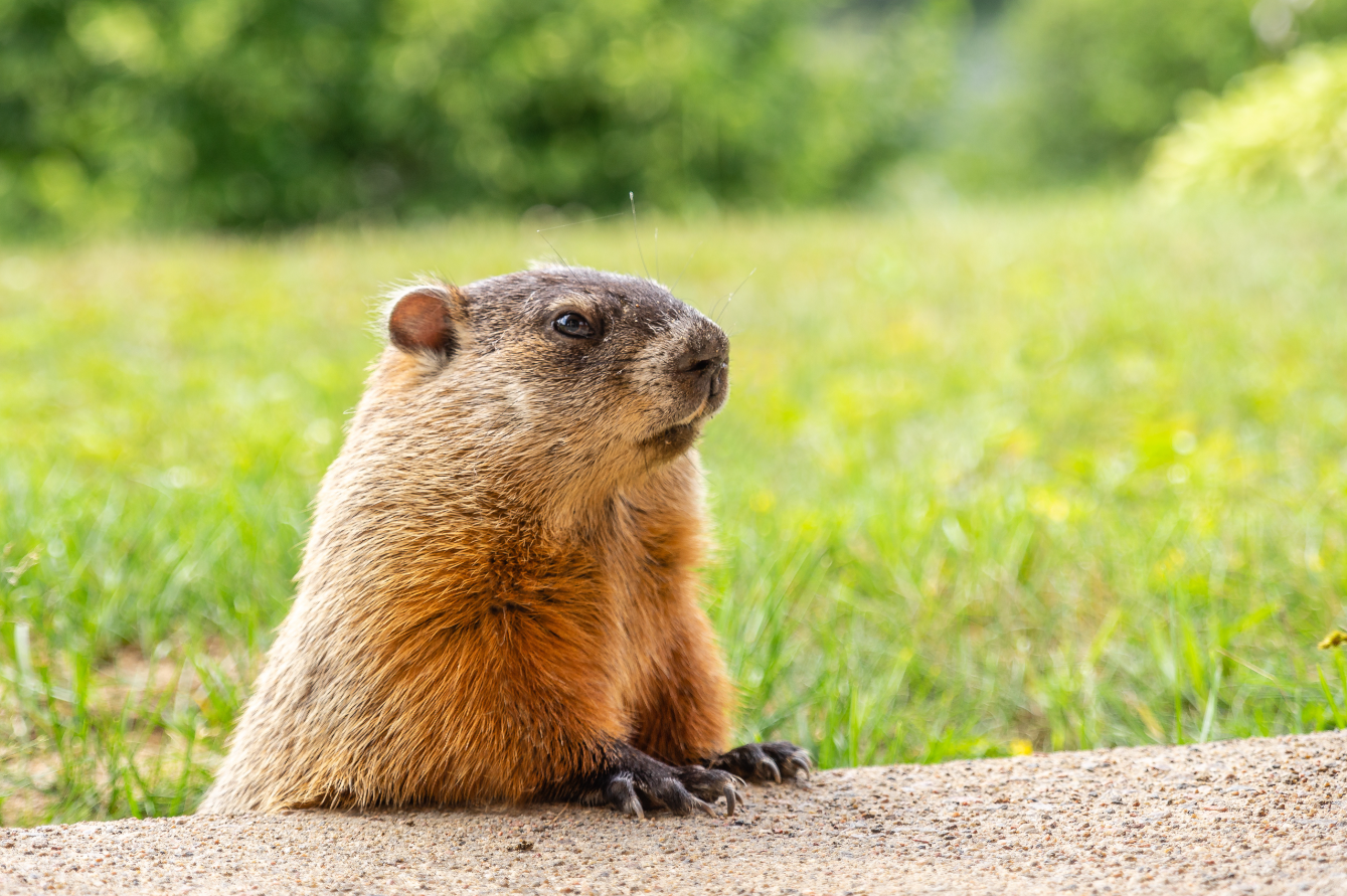 Groundhog Early Spring 2024