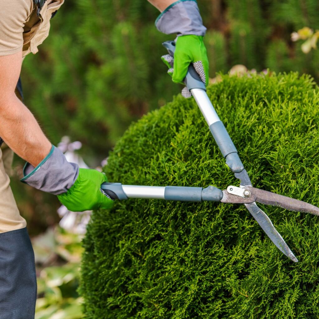 img of bush trimming