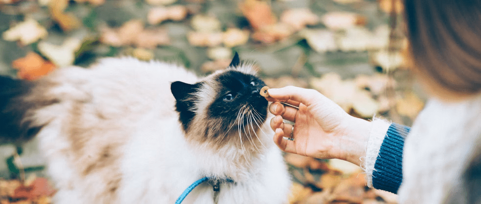 Feeding the Cat