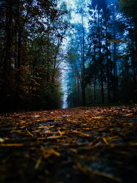 forest with mulch path