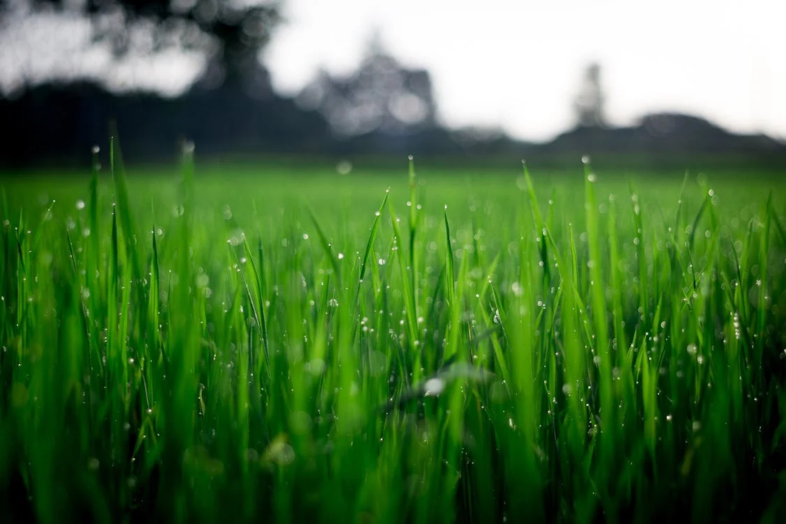 Mowing