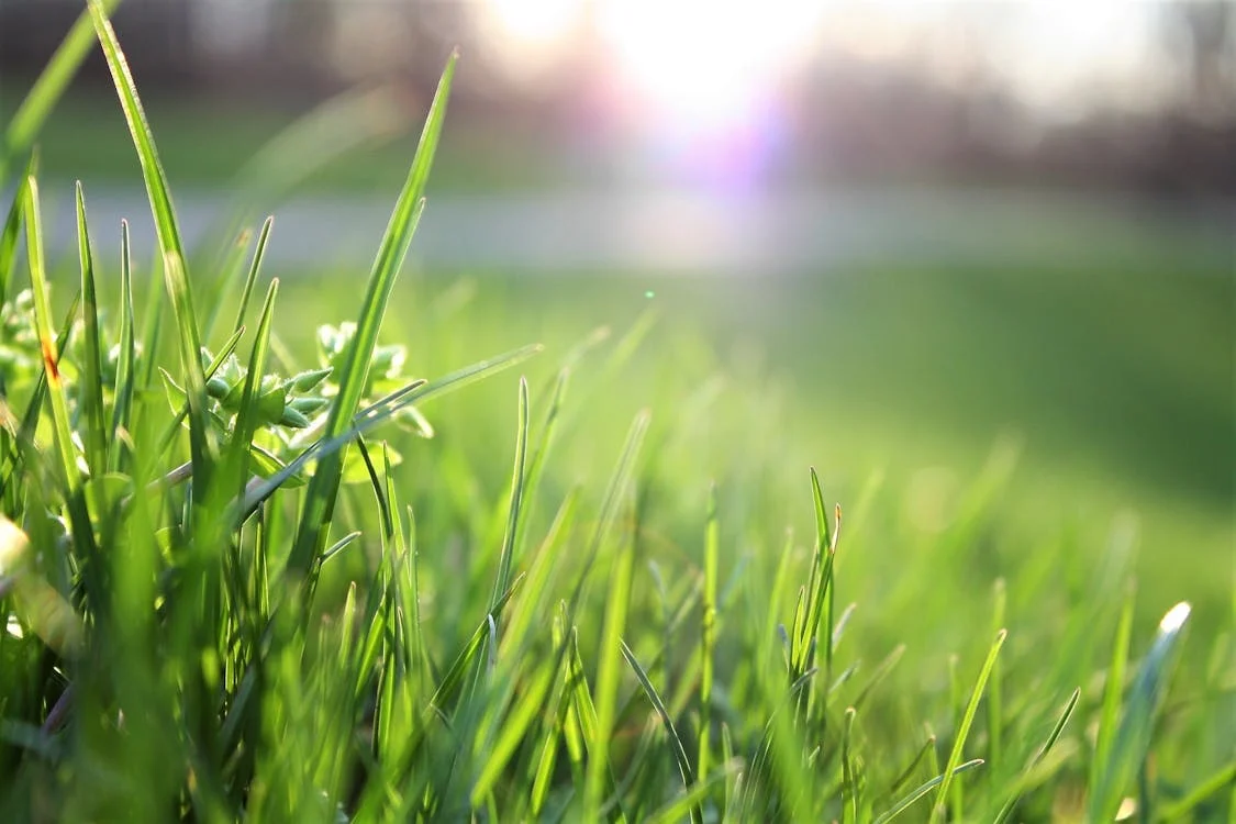 Lawn Mowing